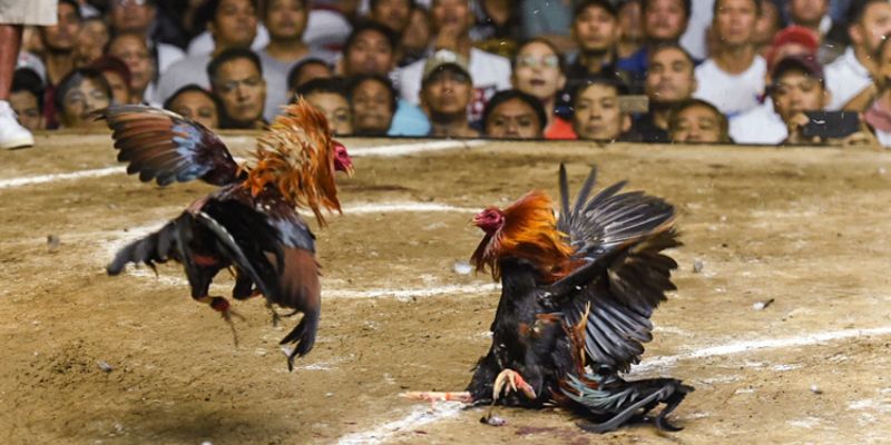 Nhà cái có những ưu đãi đặc biệt mà nhà cái dành riêng cho các thành viên tham gia