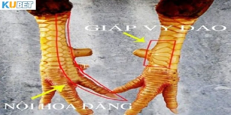 Liệu vảy gà có ảnh hưởng đến đá gà không