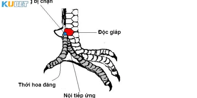 Tìm hiểu về các loại vảy gà