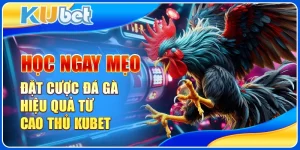 Mẹo đặt cược đá gà hiệu quả